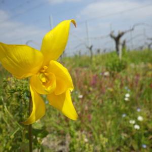 Photographie n°738057 du taxon Tulipa sylvestris L.