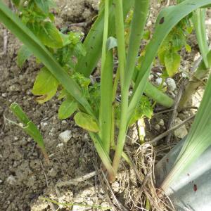 Photographie n°738060 du taxon Tulipa sylvestris L.