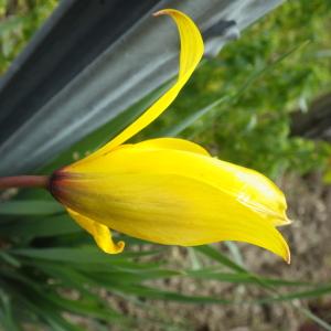 Photographie n°738061 du taxon Tulipa sylvestris L.