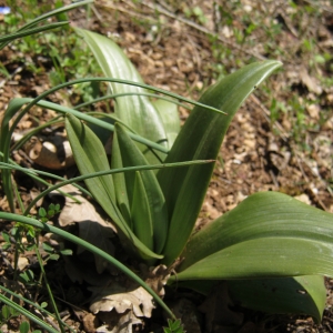 Photographie n°738097 du taxon Orchidaceae