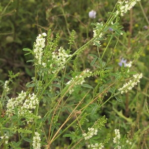 Photographie n°738257 du taxon Trigonella alba (Medik.) Coulot & Rabaute [2013]