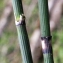  Liliane Roubaudi - Equisetum hyemale L. [1753]