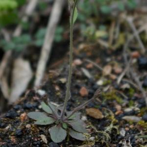 Photographie n°738327 du taxon Arabidopsis thaliana (L.) Heynh.