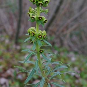 Photographie n°738328 du taxon Euphorbia characias L.