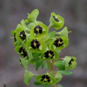  - Euphorbia characias L.