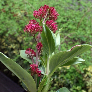 Photographie n°738371 du taxon Centranthus ruber (L.) DC.