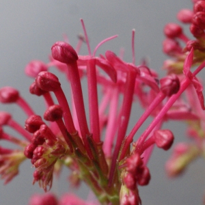 Photographie n°738380 du taxon Centranthus ruber (L.) DC.