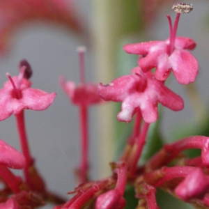 Photographie n°738381 du taxon Centranthus ruber (L.) DC.