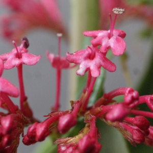 Photographie n°738382 du taxon Centranthus ruber (L.) DC.