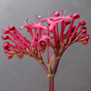 Photographie n°738383 du taxon Centranthus ruber (L.) DC.