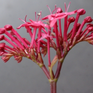 Photographie n°738384 du taxon Centranthus ruber (L.) DC.