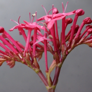 Photographie n°738385 du taxon Centranthus ruber (L.) DC.