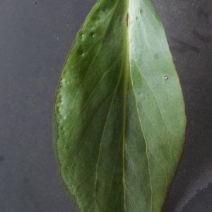 Photographie n°738388 du taxon Centranthus ruber (L.) DC.