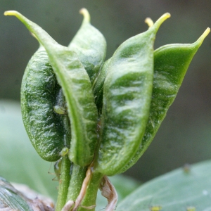 Photographie n°738409 du taxon Eranthis hyemalis (L.) Salisb. [1807]