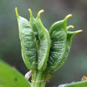 Photographie n°738411 du taxon Eranthis hyemalis (L.) Salisb. [1807]