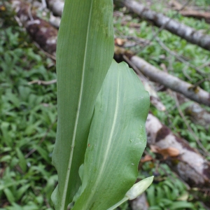 Photographie n°738426 du taxon Allium ursinum L. [1753]