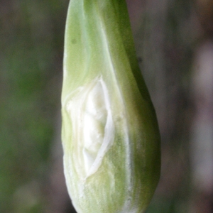 Photographie n°738433 du taxon Allium ursinum L. [1753]