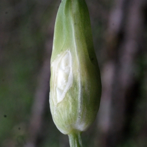 Photographie n°738436 du taxon Allium ursinum L. [1753]