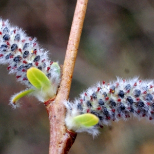  - Salix purpurea L. [1753]