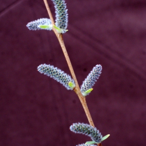  - Salix purpurea L. [1753]