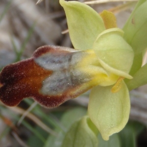  - Ophrys fusca Link [1800]