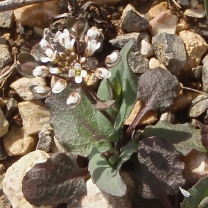 Photographie n°738481 du taxon Microthlaspi perfoliatum (L.) F.K.Mey.