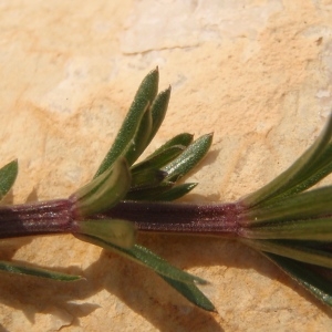 Photographie n°738483 du taxon Galium lucidum All. [1773]