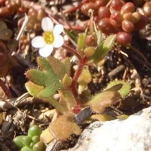 Photographie n°738485 du taxon Saxifraga tridactylites L. [1753]