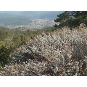 Santolina decumbens Mill. (Aurone femelle)