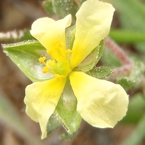  - Helianthemum salicifolium (L.) Mill. [1768]