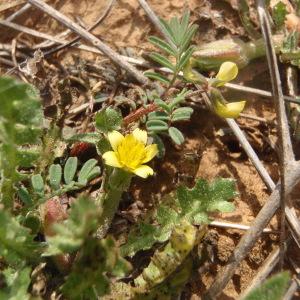 Photographie n°738551 du taxon Hyoseris scabra L. [1753]