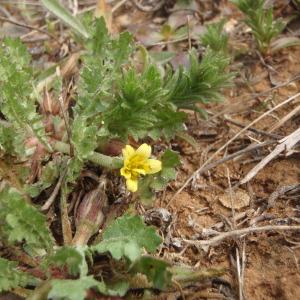  - Hyoseris scabra L. [1753]