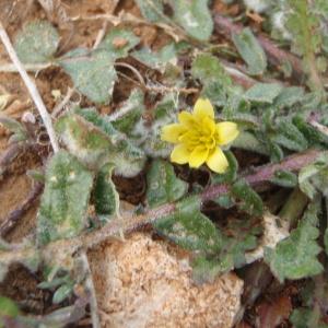  - Hyoseris scabra L. [1753]