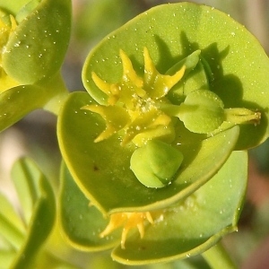  - Euphorbia pinea L. [1767]