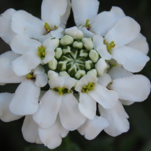 Photographie n°738703 du taxon Iberis sempervirens L. [1753]