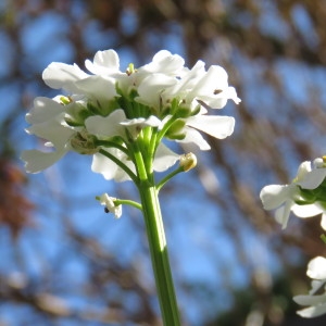 Photographie n°738706 du taxon Iberis sempervirens L. [1753]