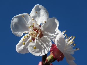 Jean-Marie Pagnier, le 26 mars 2016 (La Penne-sur-Huveaune (Belle pierre))