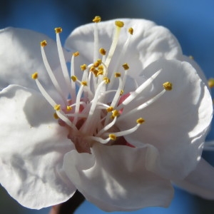 Photographie n°738711 du taxon Prunus armeniaca L. [1753]