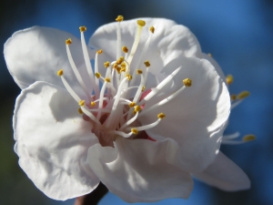 Jean-Marie Pagnier, le 26 mars 2016 (La Penne-sur-Huveaune (Belle pierre))