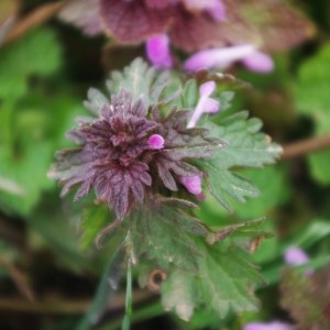  - Lamium hybridum Vill.