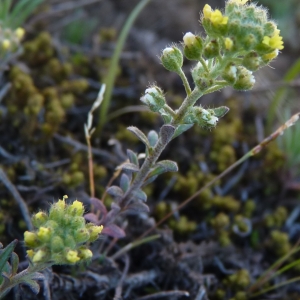 Photographie n°738755 du taxon Alyssum alyssoides (L.) L. [1759]