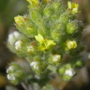 Photographie n°738756 du taxon Alyssum alyssoides (L.) L. [1759]