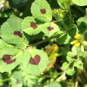 Photographie n°738832 du taxon Medicago arabica (L.) Huds. [1762]