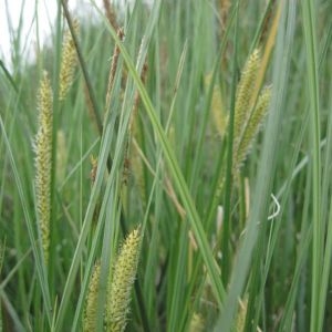 Photographie n°738843 du taxon Carex rostrata Stokes [1787]