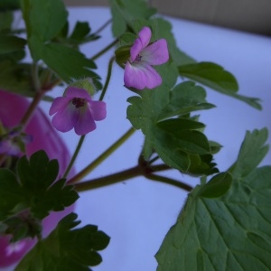 Photographie n°738883 du taxon Geranium rotundifolium L.