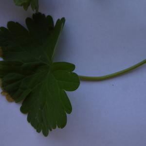 Photographie n°738886 du taxon Geranium rotundifolium L.