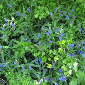 Photographie n°738898 du taxon Lithospermum purpurocaeruleum L. [1753]