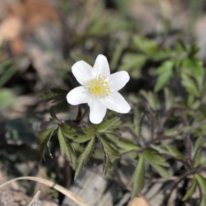 Photographie n°738998 du taxon Anemone nemorosa L. [1753]