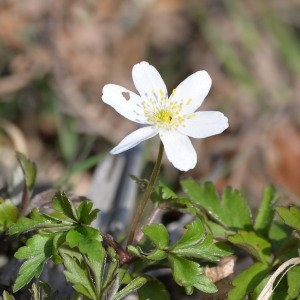 Photographie n°738999 du taxon Anemone nemorosa L. [1753]