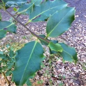 Photographie n°739010 du taxon Ilex aquifolium L. [1753]